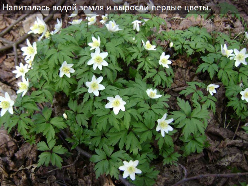 Напиталась водой земля и выросли первые цветы.